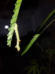 Psamatodes abydata