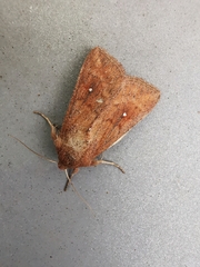 Mythimna albipuncta