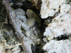 Dasymutilla magna