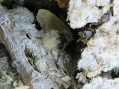 Dasymutilla magna