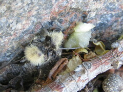 Dasymutilla magna