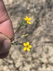 Pectis multiseta ambigua