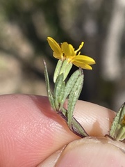 Pectis multiseta ambigua