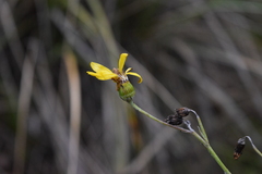Senecio stoechadiformis