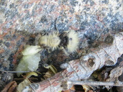 Dasymutilla magna