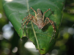 Hamadruas hieroglyphica