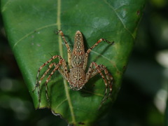 Hamadruas hieroglyphica