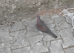 Streptopelia senegalensis
