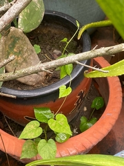 Phaseolus vulgaris