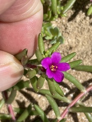 Portulaca californica