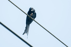 Dicrurus macrocercus harterti