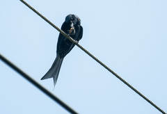 Dicrurus macrocercus harterti