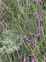 Liatris acidota