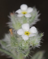 Cryptantha albida