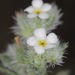 New Mexico Cryptantha - Photo (c) Nathan Taylor, some rights reserved (CC BY-NC), uploaded by Nathan Taylor