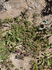 Portulaca californica