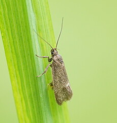 Leistomorpha brontoscopa