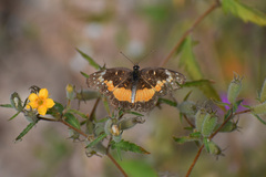Chlosyne lacinia adjutrix