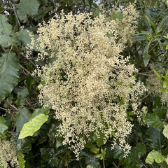 Brachyglottis repanda