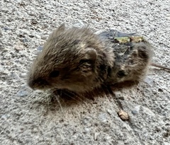 Apodemus sylvaticus