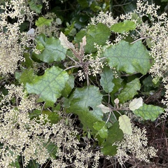 Brachyglottis repanda