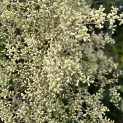 Brachyglottis repanda