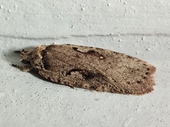 Agonopterix ocellana
