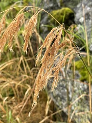 Calamagrostis purpurea