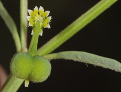 Euphorbia bilobata