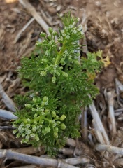 Cyclospermum leptophyllum