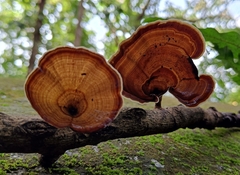 Microporus xanthopus