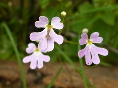 Stylidium candelabrum