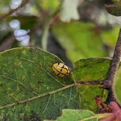 Harmonia testudinaria