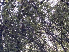 Rhipidura fuliginosa placabilis