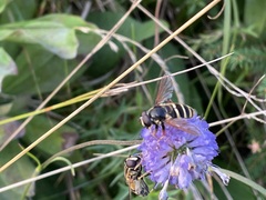 Sericomyia