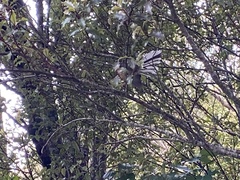 Rhipidura fuliginosa placabilis