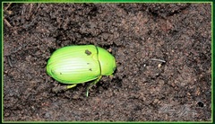 Chrysina psittacina