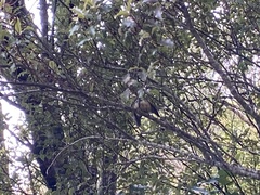 Rhipidura fuliginosa placabilis