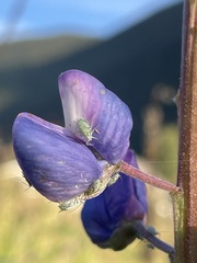 Macrosiphum