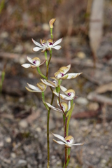 Caladenia cucullata