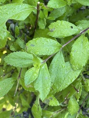 Lippia carterae