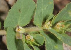 Euphorbia indivisa