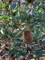 Banksia serrata