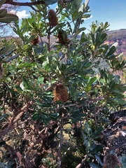 Banksia serrata