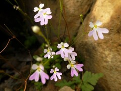 Stylidium candelabrum