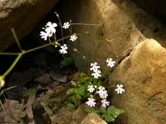 Stylidium candelabrum