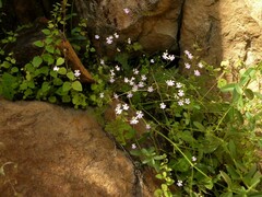 Stylidium candelabrum