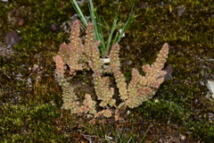 Crassula sieberiana