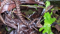 Protobothrops mucrosquamatus
