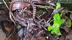 Protobothrops mucrosquamatus